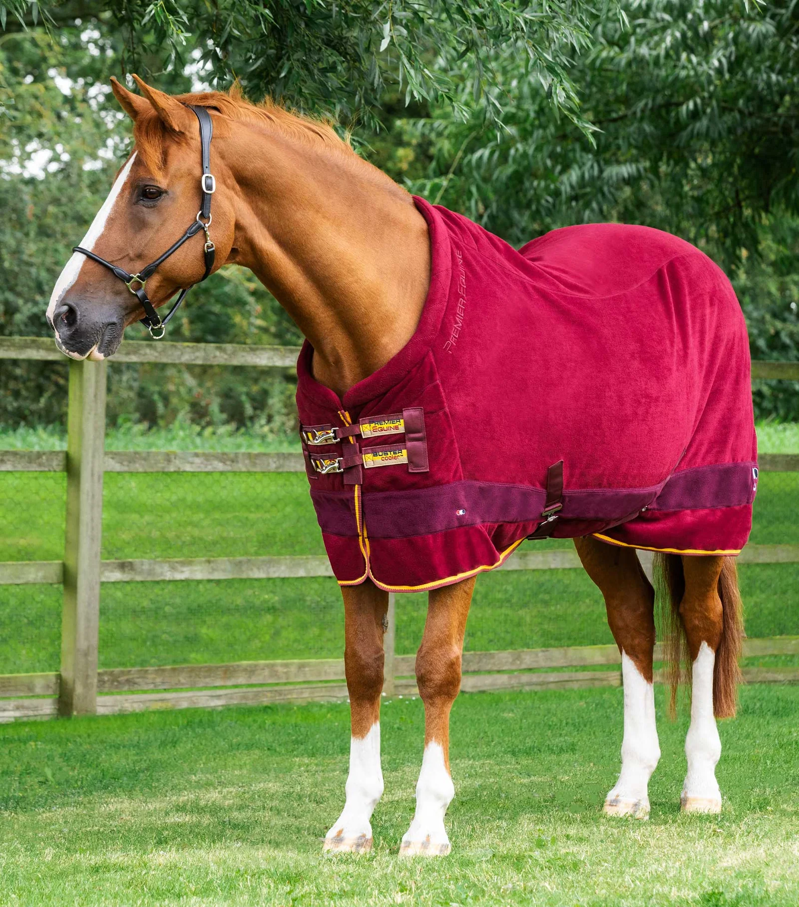 COBREJAO DE LA BUSTER VERSAO CONTINENTAL PREMIER EQUINE 